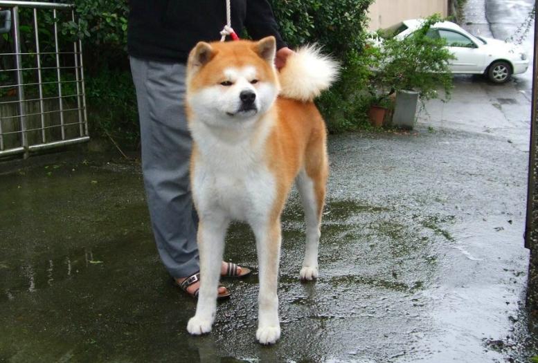 这五种狗狗经常被弃养,这7种狗早已被禁养别再带回家了