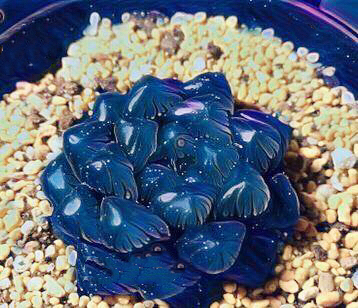 冰灯玉露防辐射彩色多肉植物,超大母本冰灯玉露多肉植物