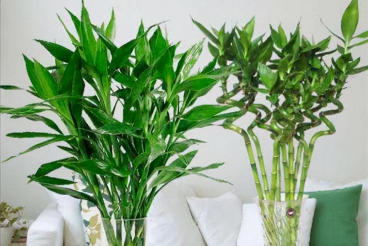 适合四季养殖的水培植物,冬天干旱种什么最好养