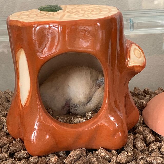 仓鼠不想脱水，吐着舌头向饲主求水喝，夏季预防仓鼠中暑请这样做