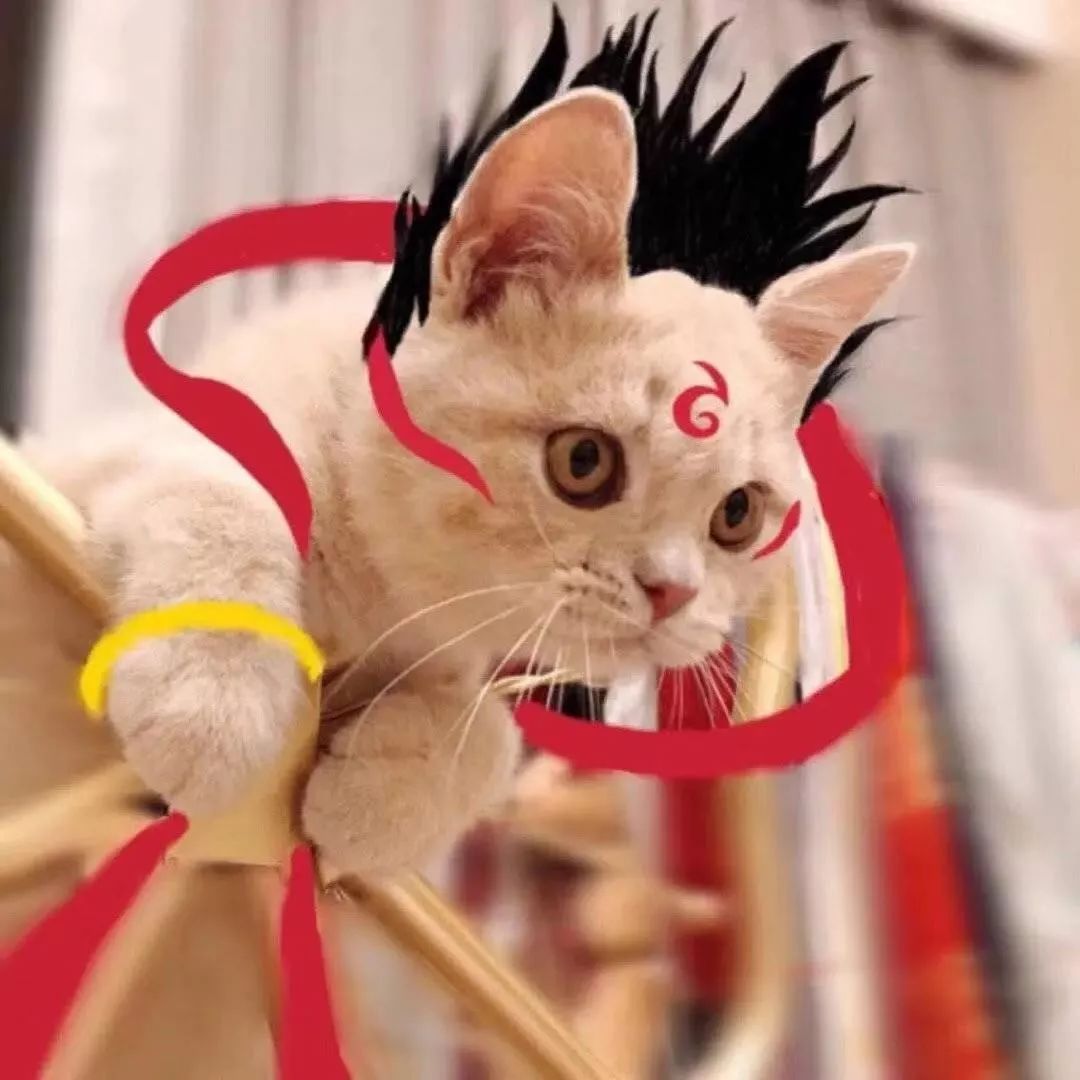 黑猫是不是特别的稀有,黑猫真的看不清吗