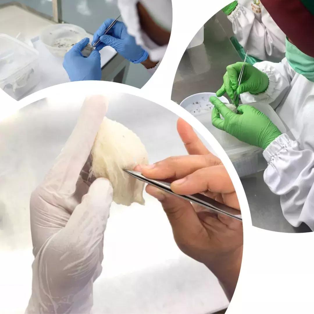 最全的燕窝知识科普,燕窝科普篇