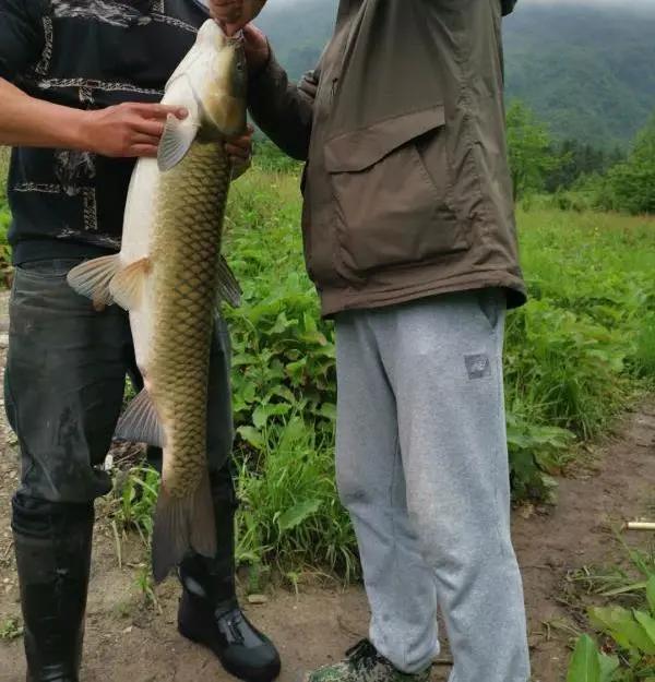 水库鱼一百斤,水库鱼100斤