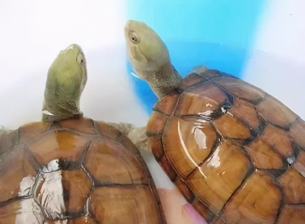 各种龟类图片大全大图,龟类展示会