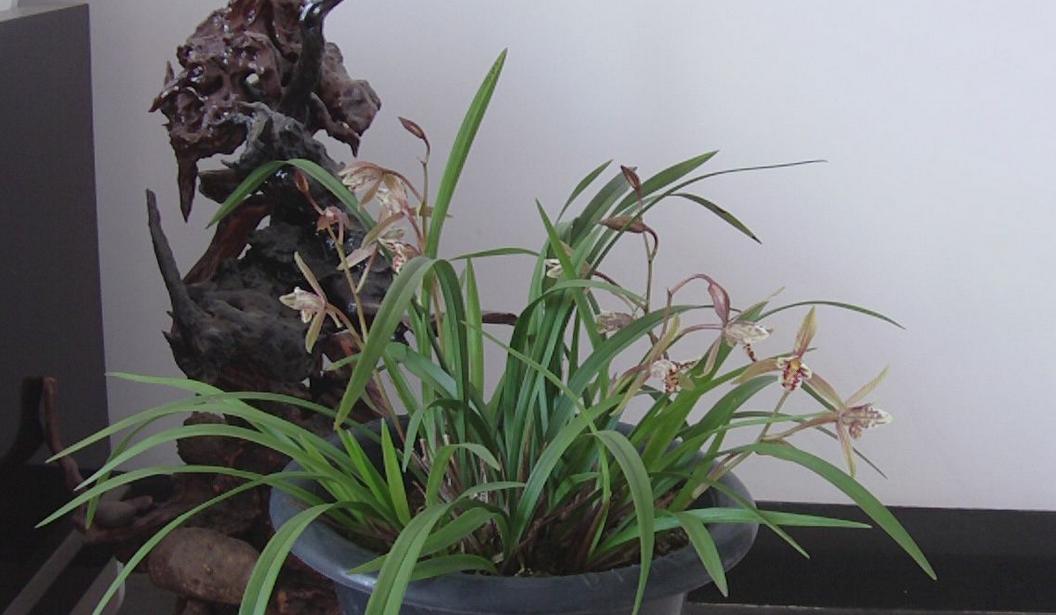 建兰不开花怎么办,建兰花期推迟的原因