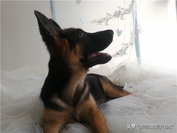 想养狗狗但爸妈不让养怎么办,家里养狗的有孩子最好还是不要养