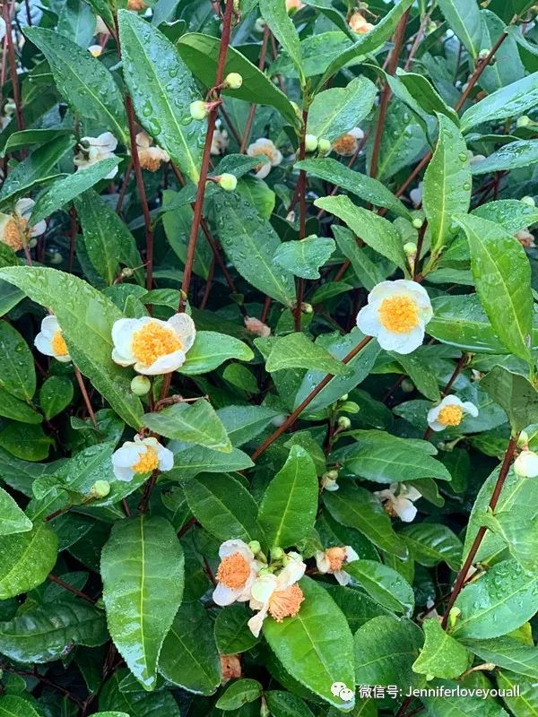 溧阳市香云小筑民宿酒店,香云小筑价格