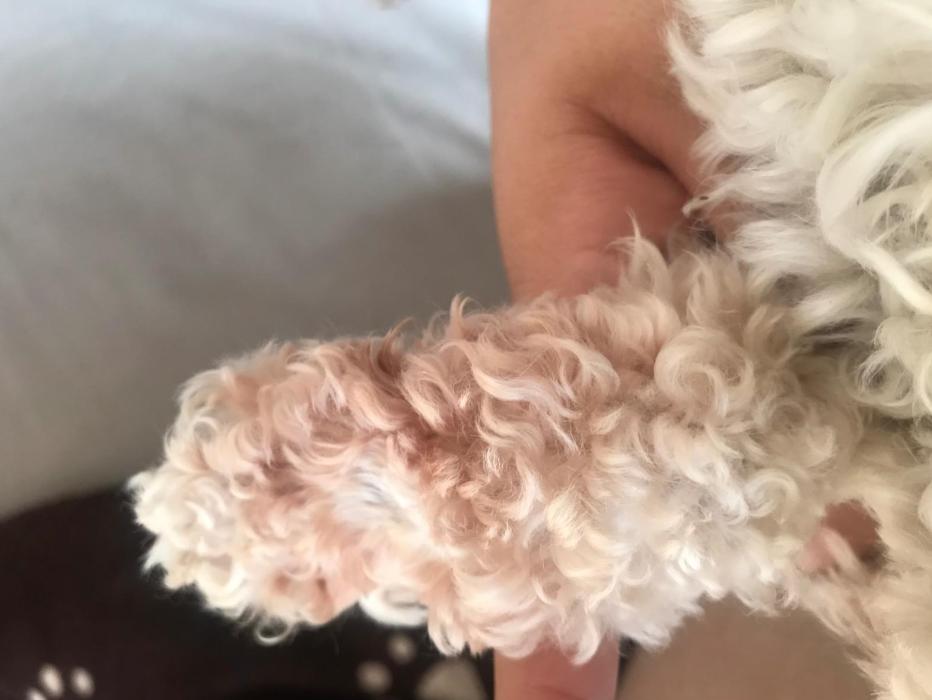 黑色的狗狗毛发变红怎么回事,狗狗总舔爪子旁边毛都变红了