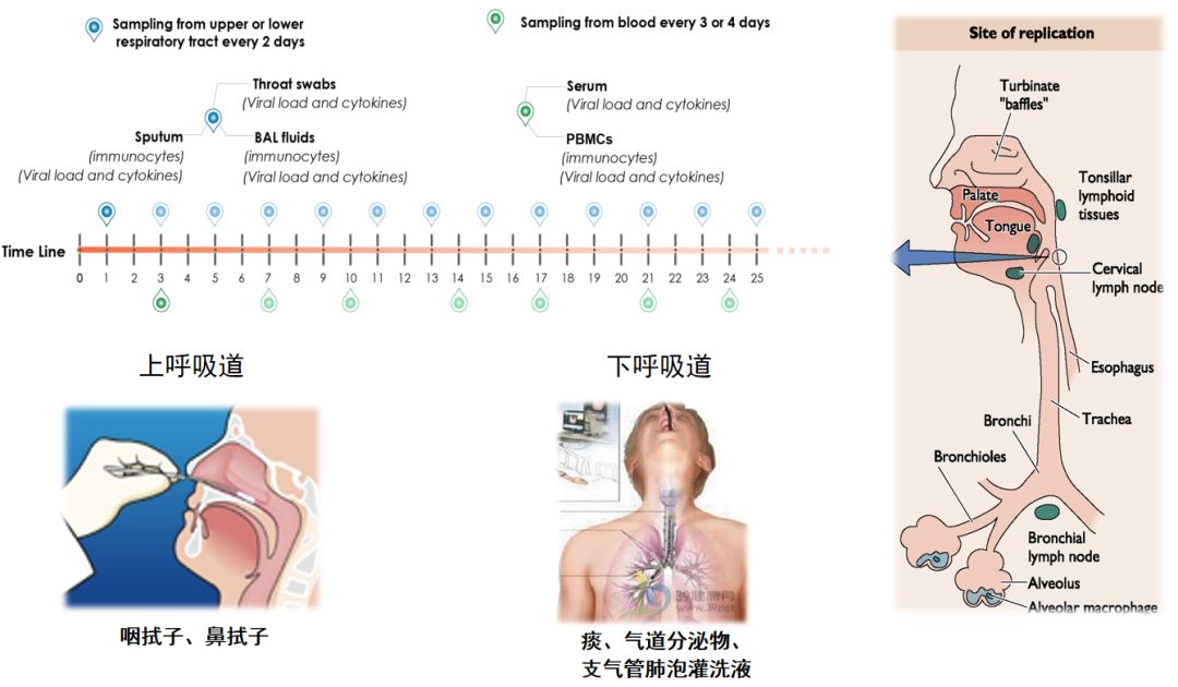 陈荣昌在哪个医院,陈荣昌广州呼吸疾病研究所所长