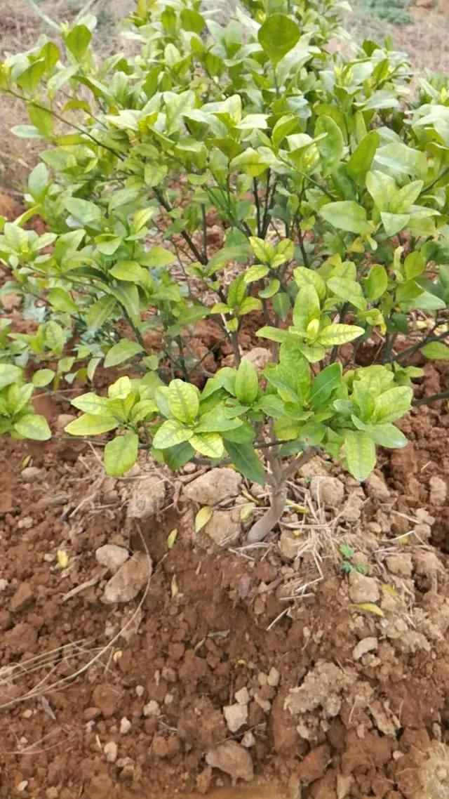 柑橘老叶向内卷是什么原因,柑橘卷叶解决方案之一