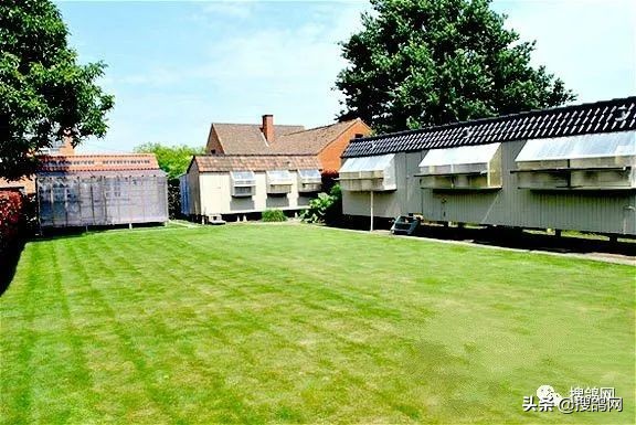 比利时最强的球星,比利时超级种鸽