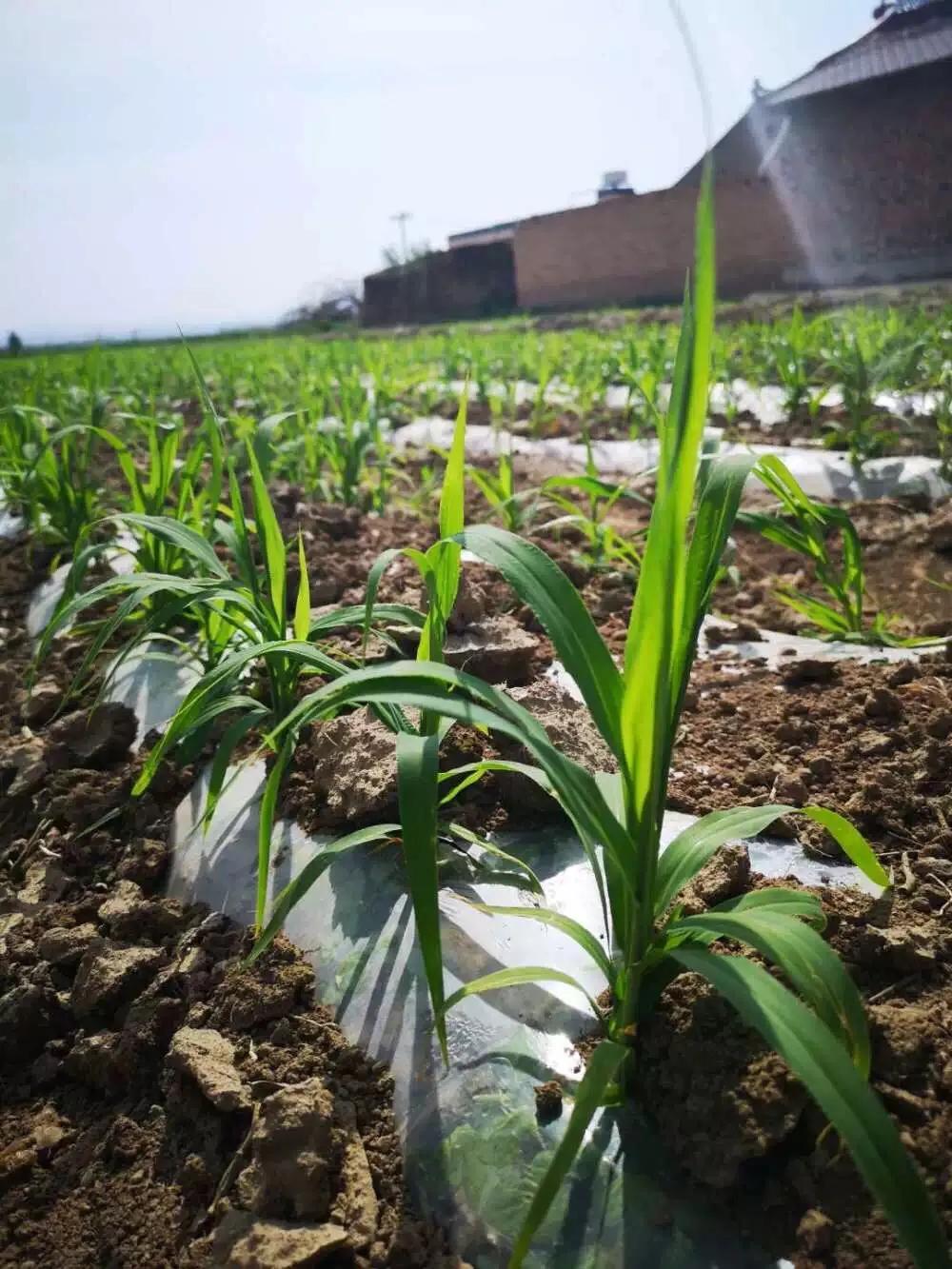 回家一级优质米，明星产品张杂谷13号，亩产千斤