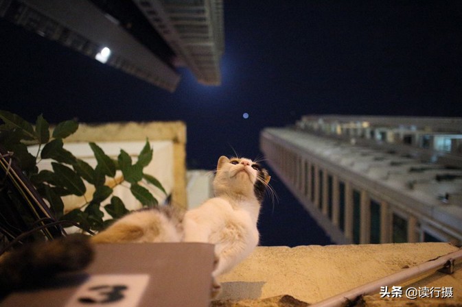 转角遇到猫探店,转角遇到猫打卡