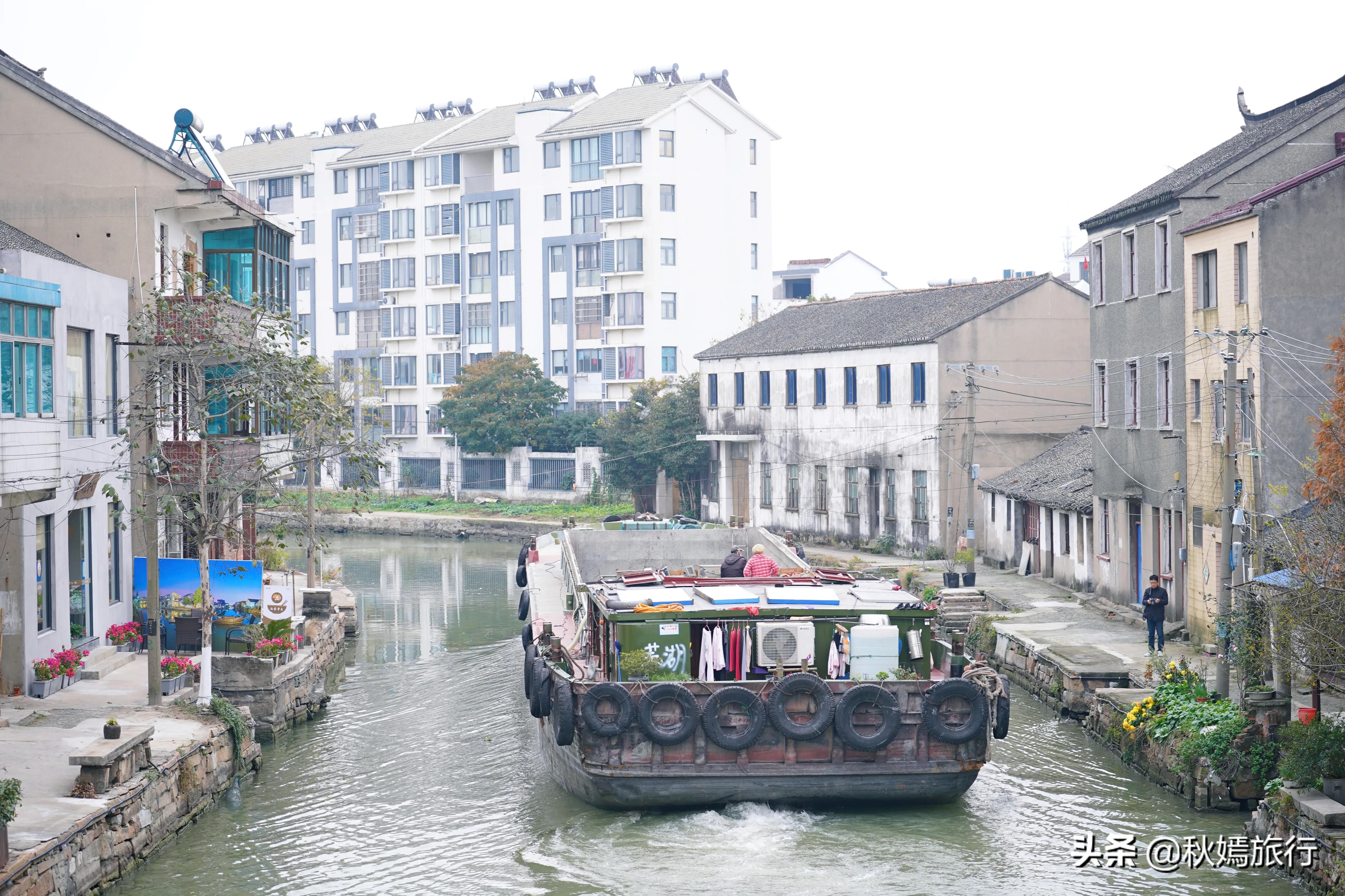 相城区北桥镇千年银杏树,苏州相城银杏打卡