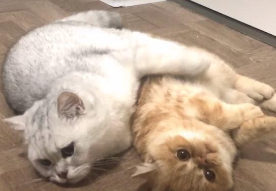 救助流浪猫加菲猫,被遗弃刚出生不久的加菲猫