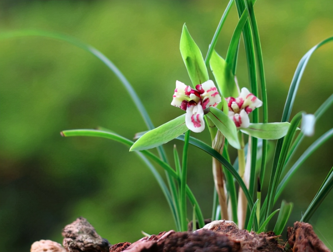 兰花品种是怎么培育出来的,兰花如何分品种