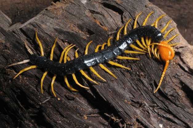 中国十大最毒蜈蚣排名,毒蜈蚣十大排行榜