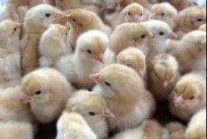 雏鸡粪便观察疾病,雏鸡拉绿色粪便是什么疾病引起的