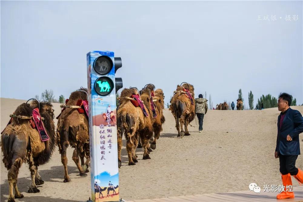 【敦煌新鲜事】月牙泉驼户穿胡服”牵骆驼服务游客