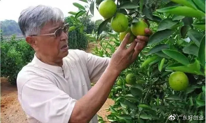 适合70岁老人创业项目有哪些,适合60岁以上老人创业项目