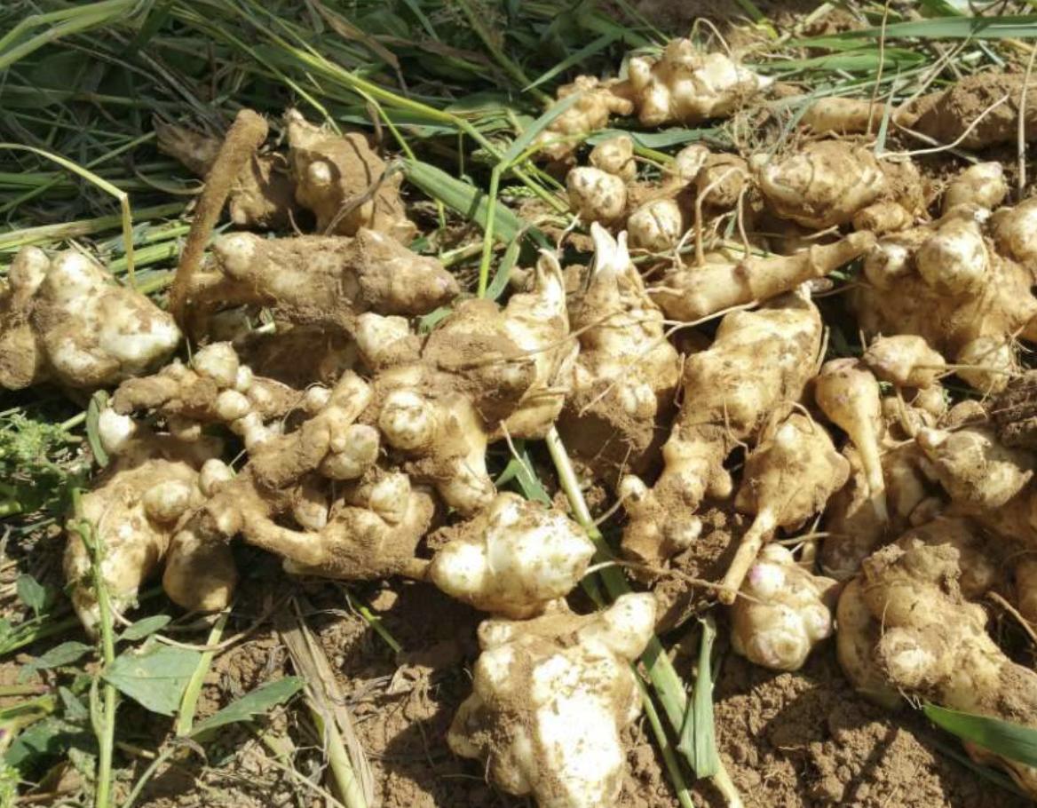 大姜杂草有哪些,农村野草像洋姜