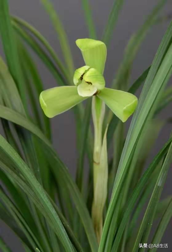汪字兰花历史,汪姓文化传承