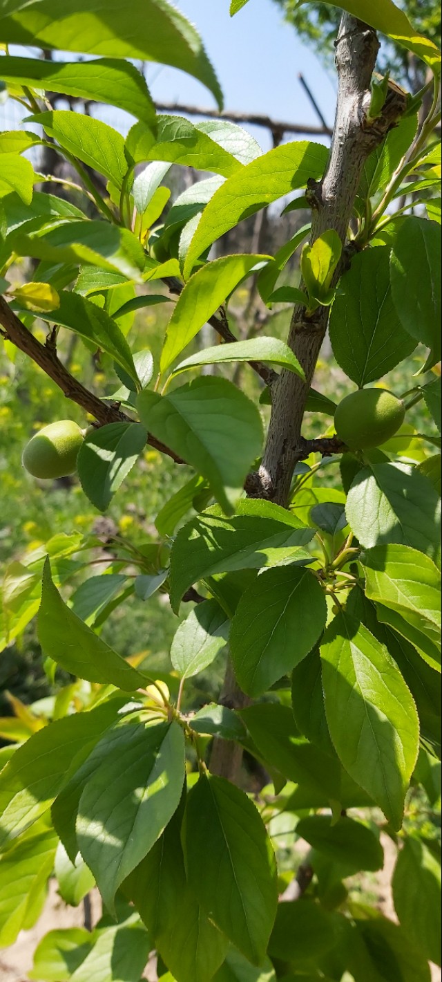 农村房子空地小花园,农村自建房院子种满花草