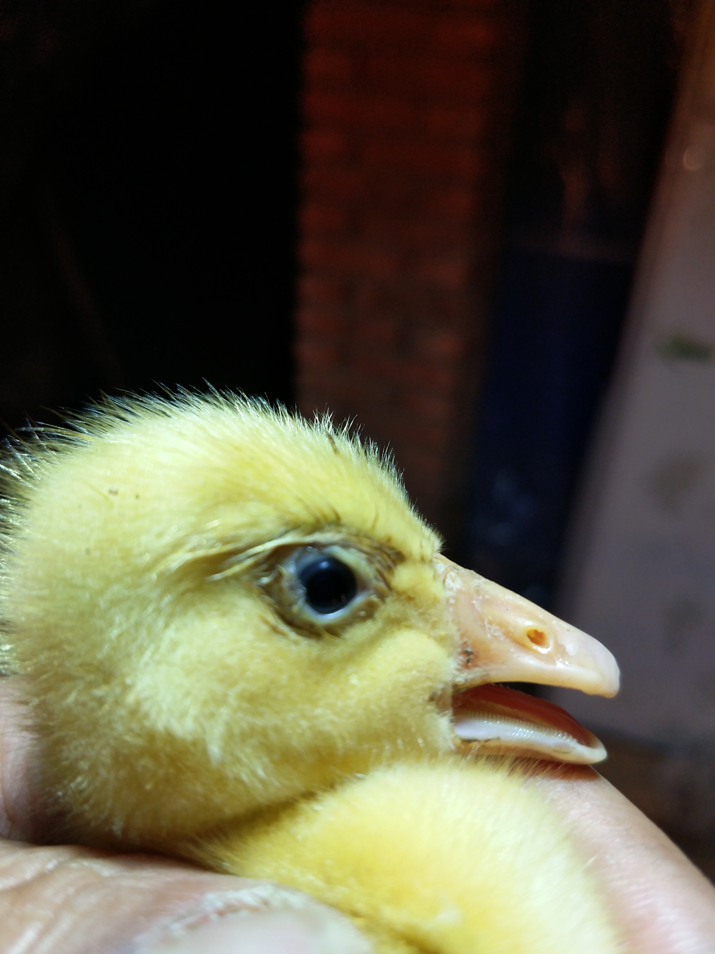 小鹅常见的几种病与治疗,养鹅1-70天的用药流程文字版