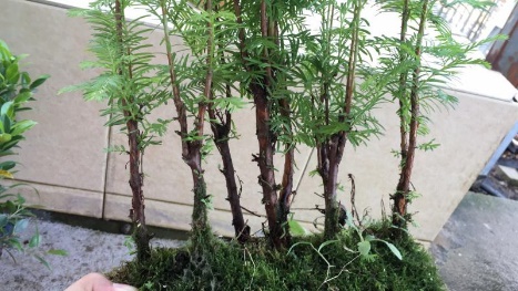 新手也能学会的修剪盆景技巧,枸杞盆景修剪技巧图解