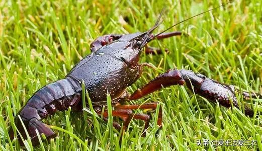 没有本钱搞哪些养殖业最好了,目前农村搞什么养殖业最好赚钱