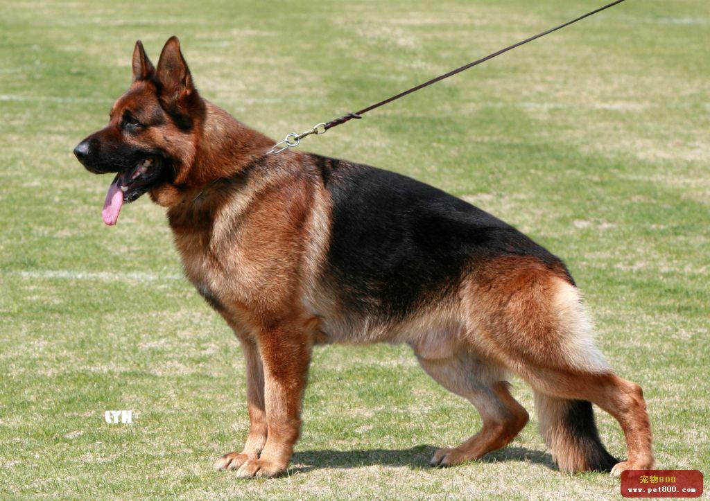 狼犬的故事,狼犬一般有多高