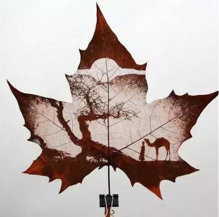 一叶一菩提高清图片,最漂亮的一叶一菩提