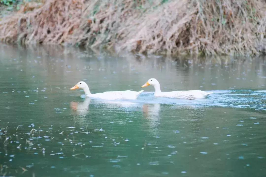 藏在山间民宿,藏在山里小民宿