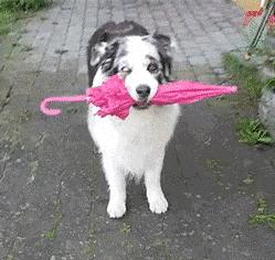 少林功夫搞笑视频老电影,少林功夫停车gif