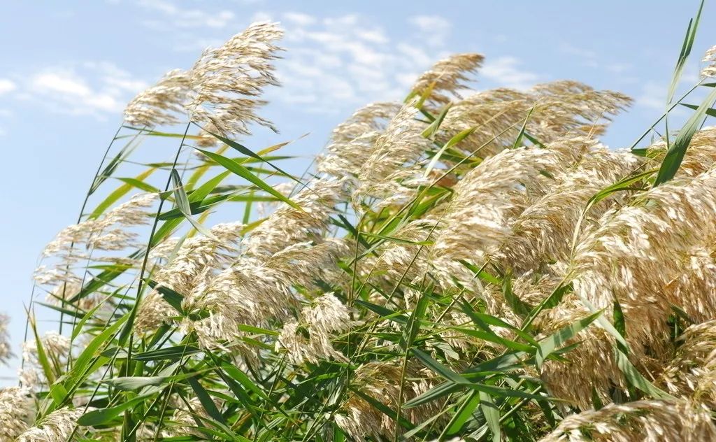 姘寸敓妞嶇墿鑺卞崏,鏅姘寸敓缁挎