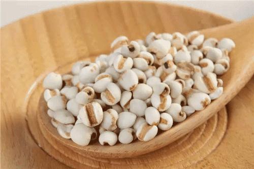 立冬养生药膳：薏苡仁（薏米）