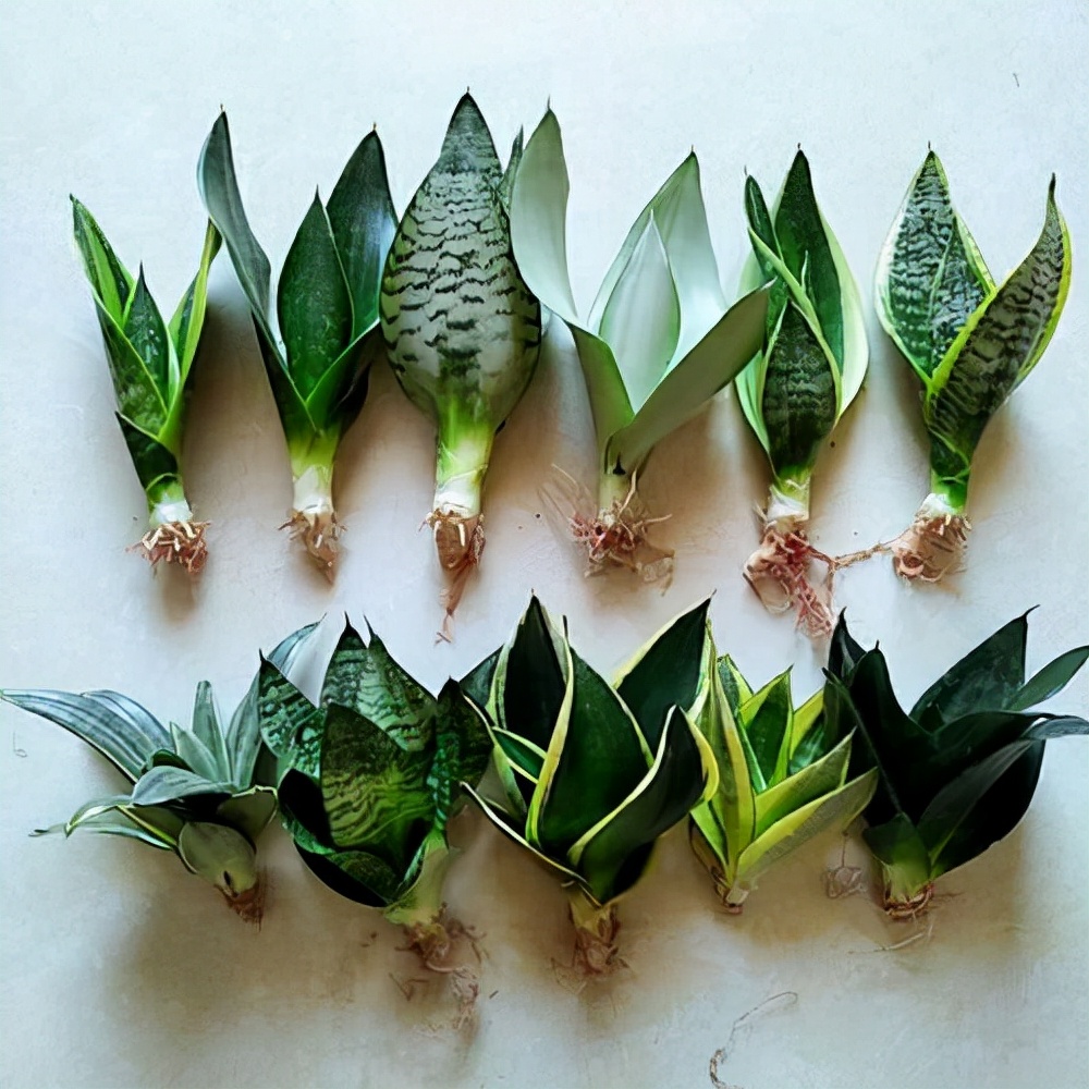 这8种花你不要乱浇水,新手种花品种推荐