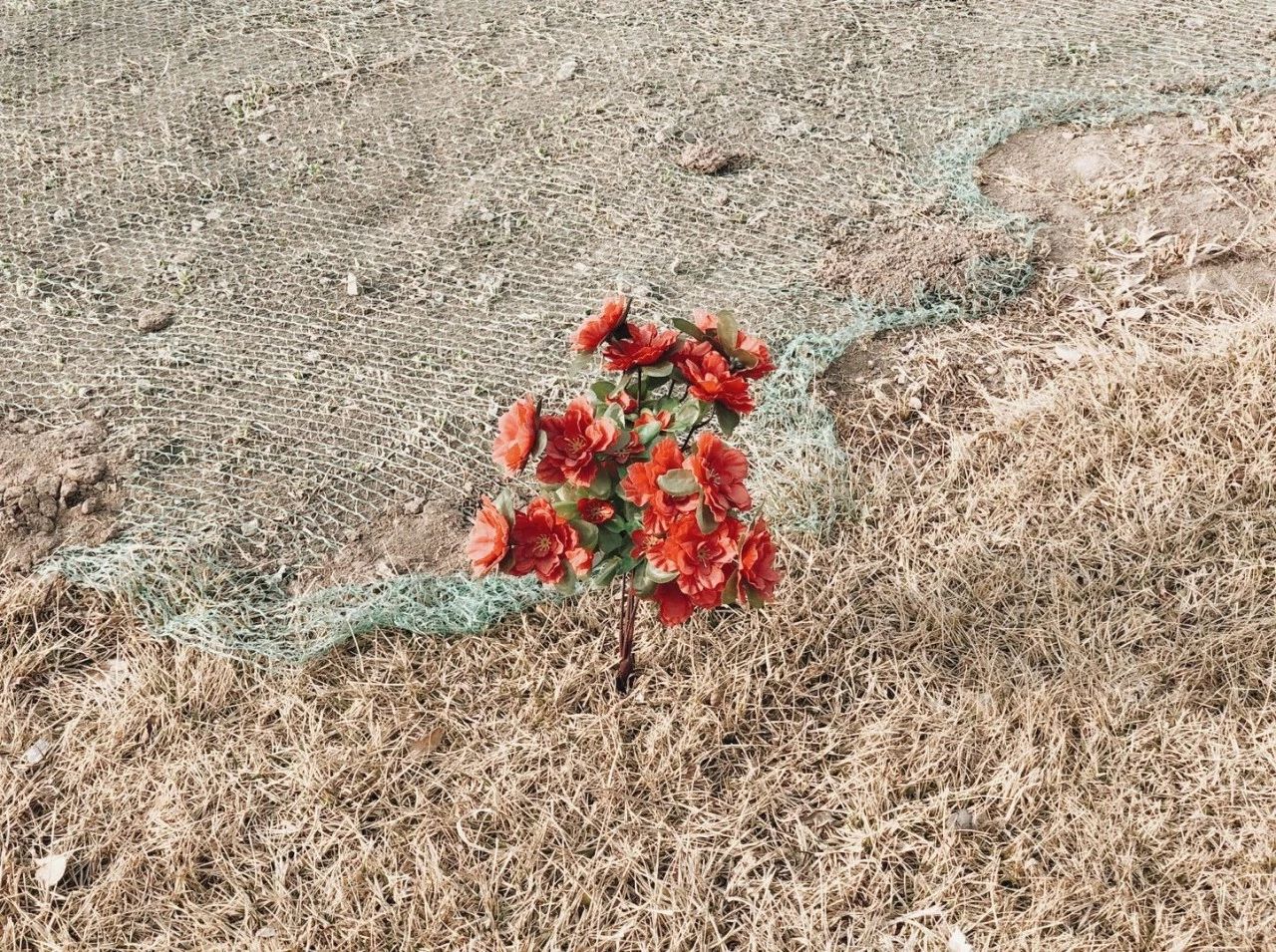 九条“不见得”,手机也能拍大片