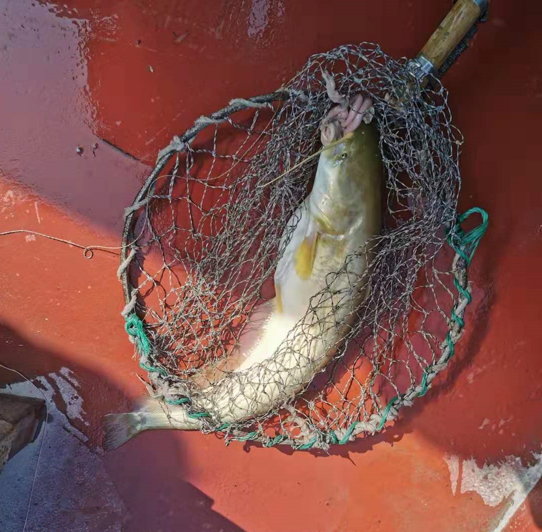 怎么钓鲶鱼,大口鲶,江鲶,鲶巴郎,鲶胡子