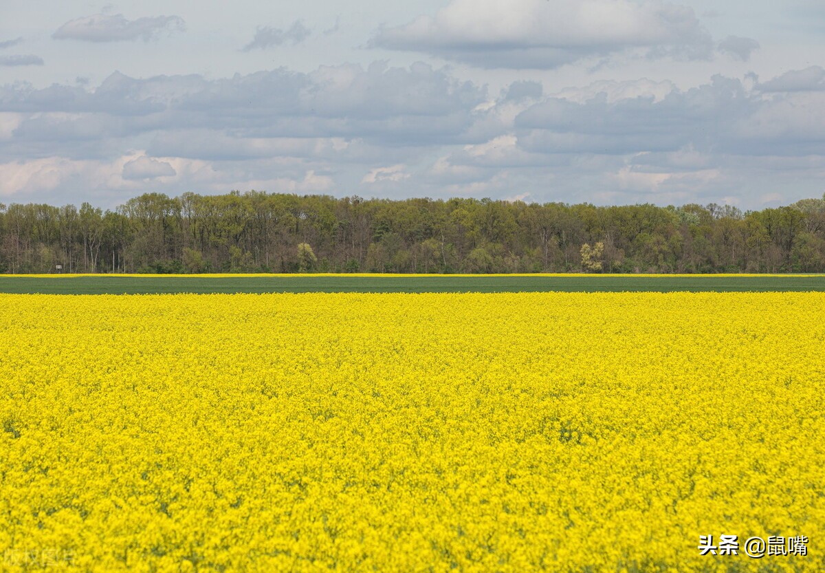 世说新语原文和译文,世说新语原文及翻译陈太丘与友期