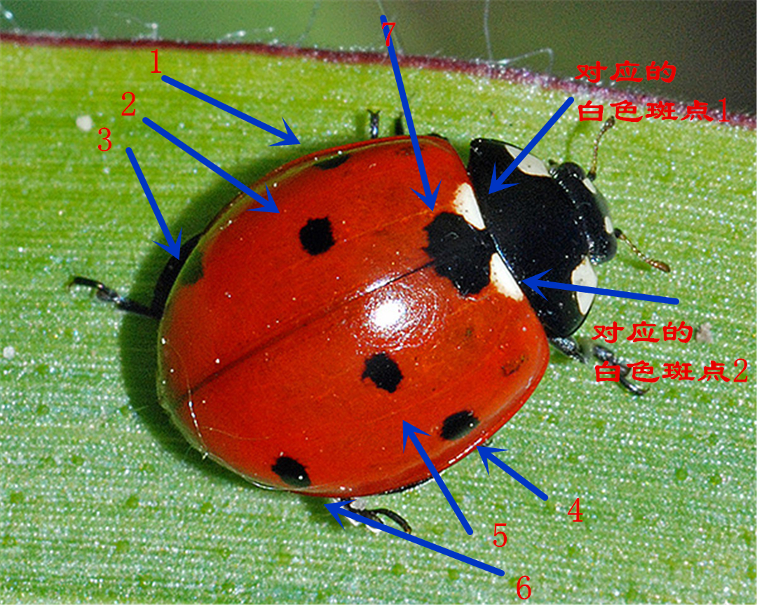 七星瓢虫成虫吃蚜虫,瓢虫幼虫吃蚜虫的过程