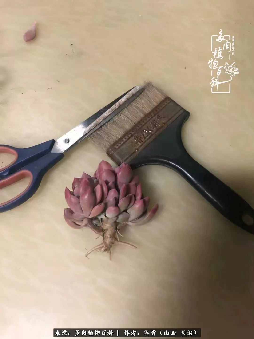 新手养的多肉怎么管理好看,阳台养多肉正确方法