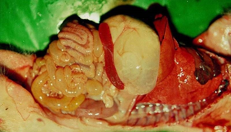 仔猪黄白痢的原因和治疗方案,仔猪得了黄白痢该怎么处理