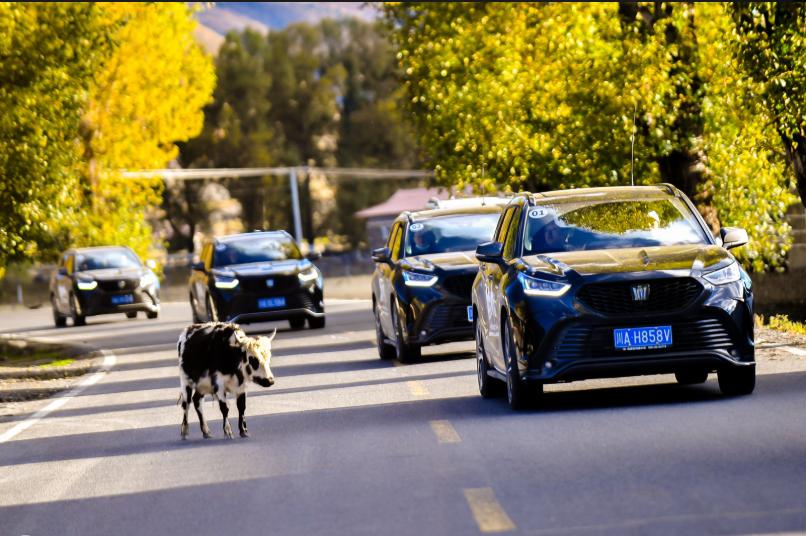 丰田汉兰达双擎四驱高海拔测试,一汽丰田陆放对比广汽丰田汉兰达