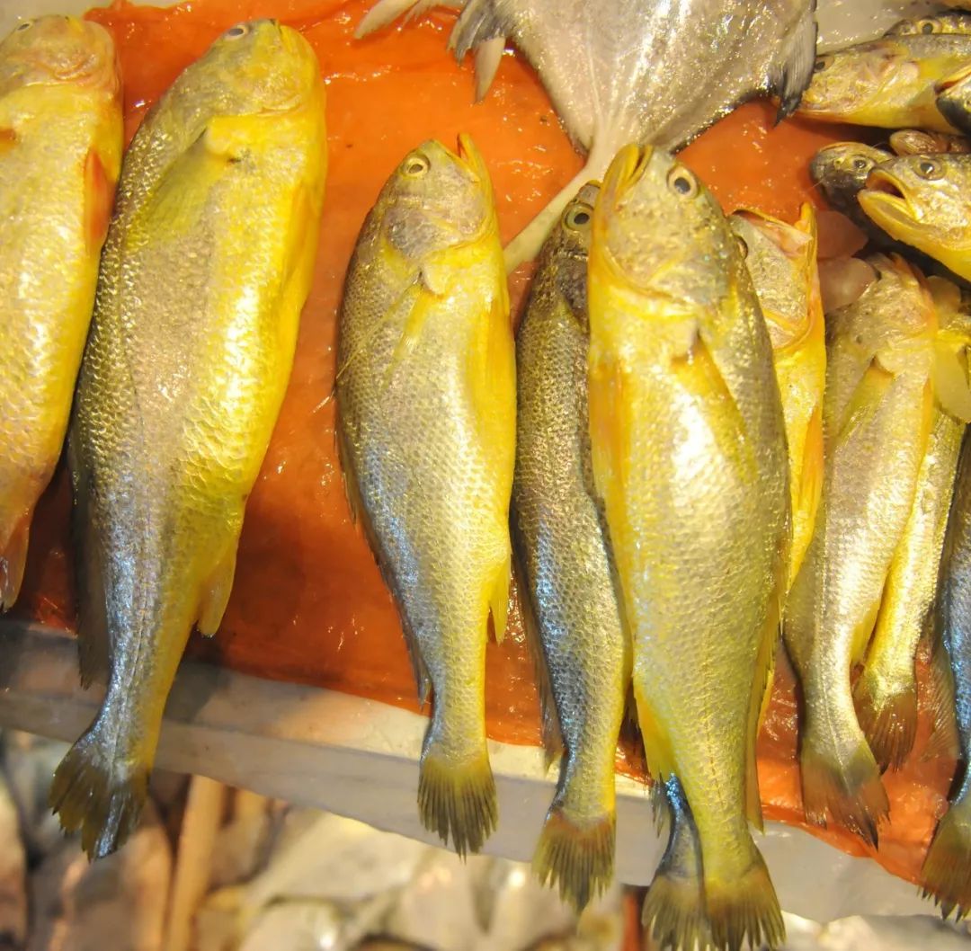 记忆中的宁德美食,福建宁德吃海鲜去哪里