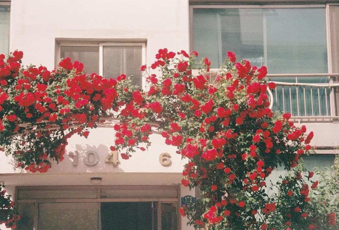 blackpink同款胶卷相机,blackpink同款胶片机