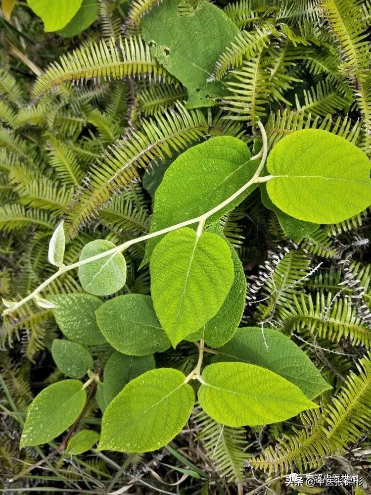 认识身边的中药材,认识中医寻找身边的中药