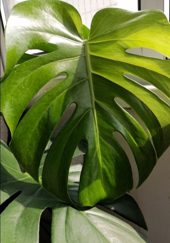 什么绿植吸甲醛效果最好又快,绿植甲醛吸收排行榜