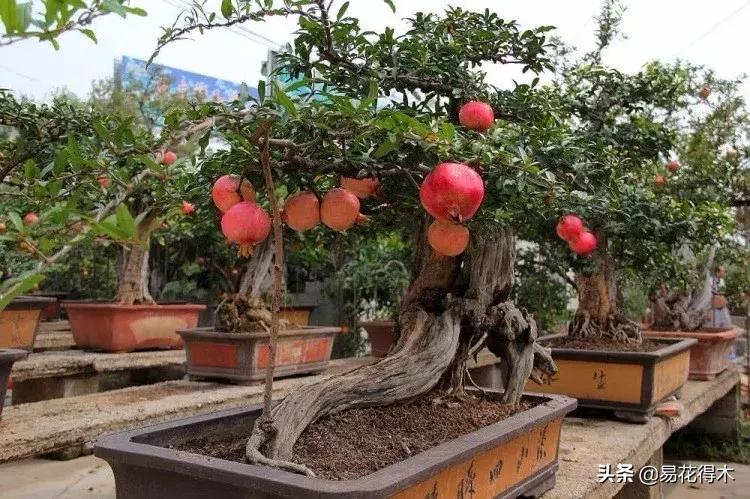 石榴盆景教程,石榴盆景养护小视频