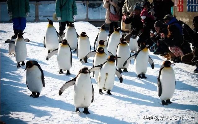 「招募」一起过圣诞~|北海道行旅，写给孩子的白色情书
